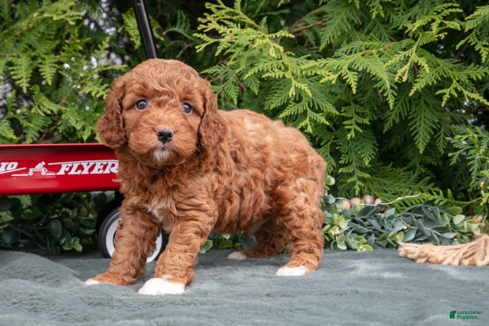 Cavapoo dogs for sale: Arrow - Ad 1