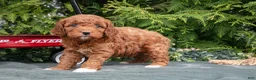 Cavapoo dogs for sale: Arrow - Ad 1