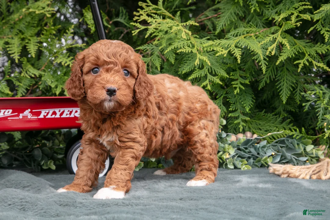 Cavapoo dogs for sale: Arrow - Ad 1