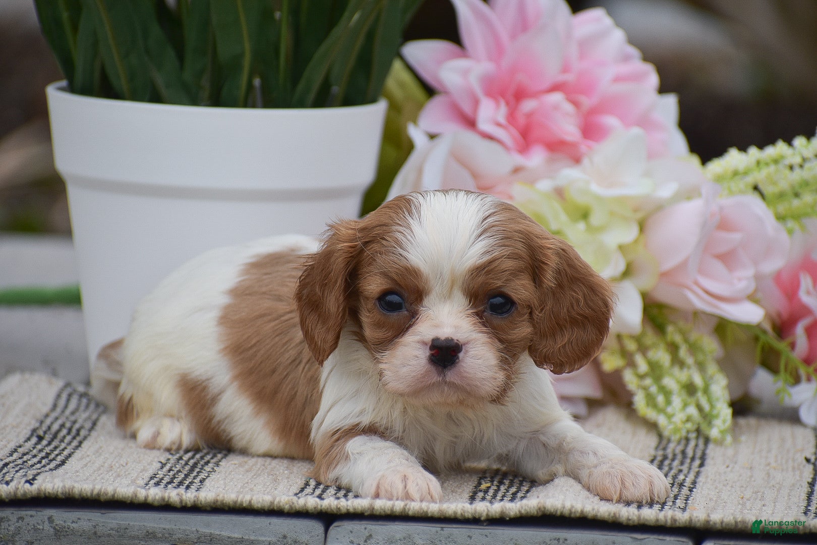 Cavalier King Charles Spaniel dogs Clyde - Ad 1