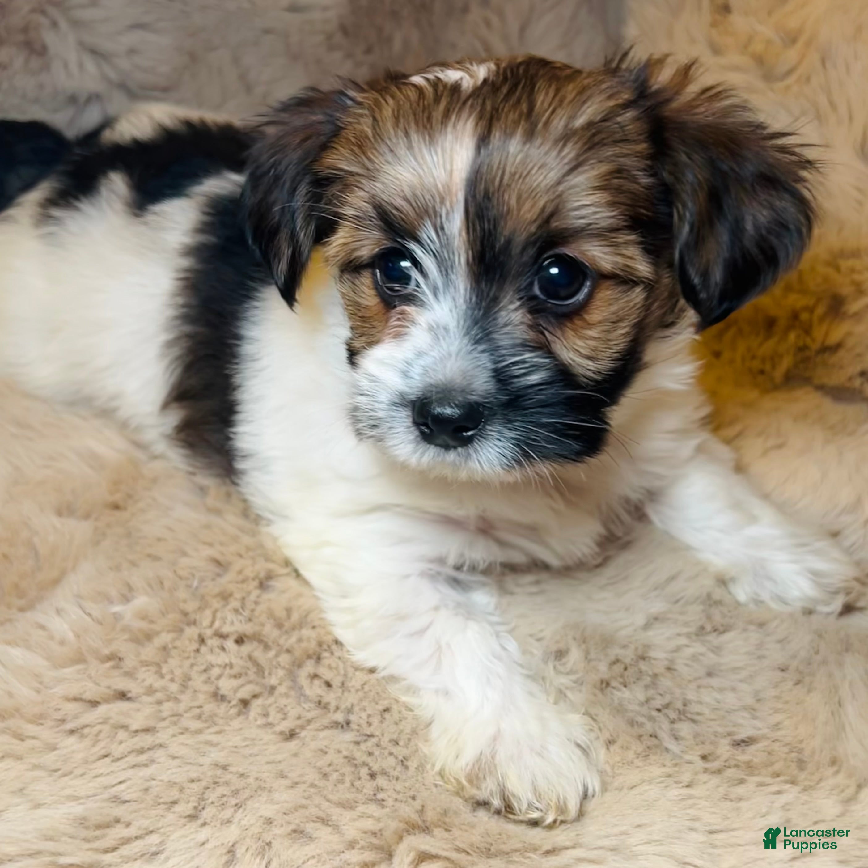Mixed Breed dogs Little Noel  - Ad 2
