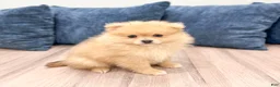 Pomeranian dogs for sale: Flynn - Ad 3