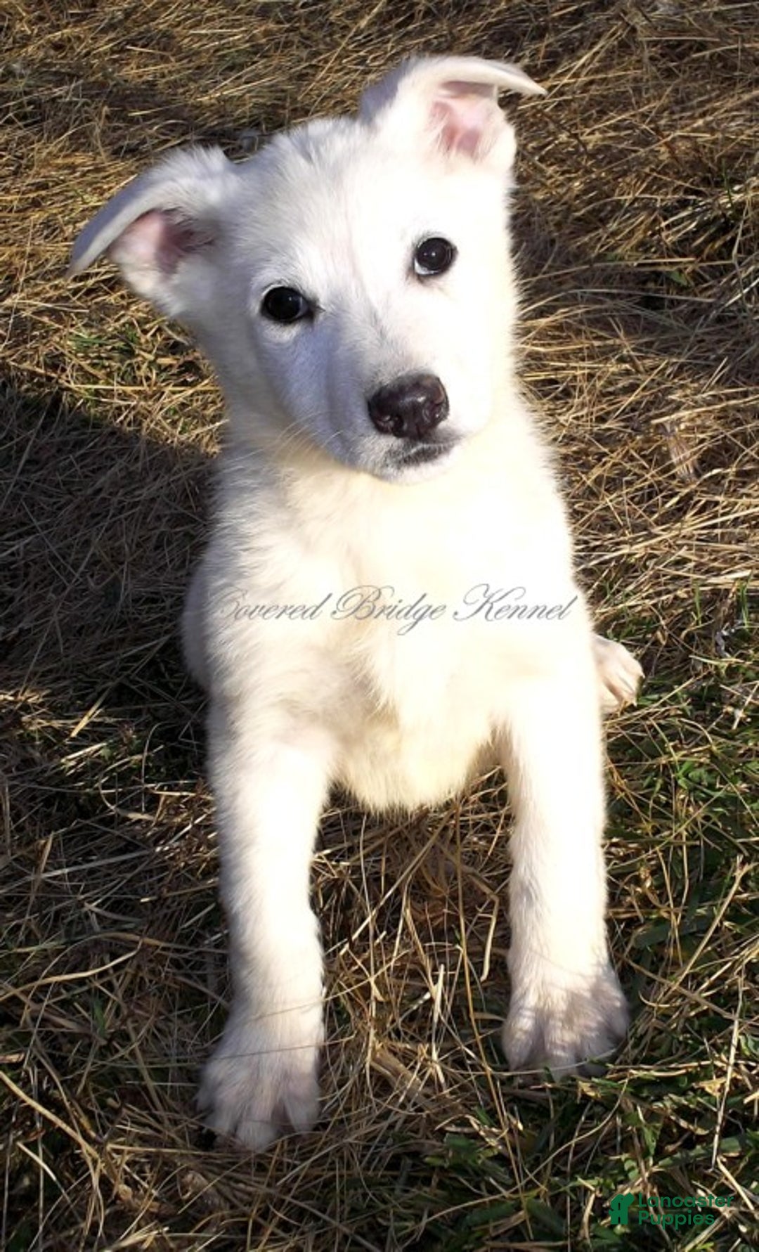 German Shepherd dogs for sale: Aspen - Ad 1