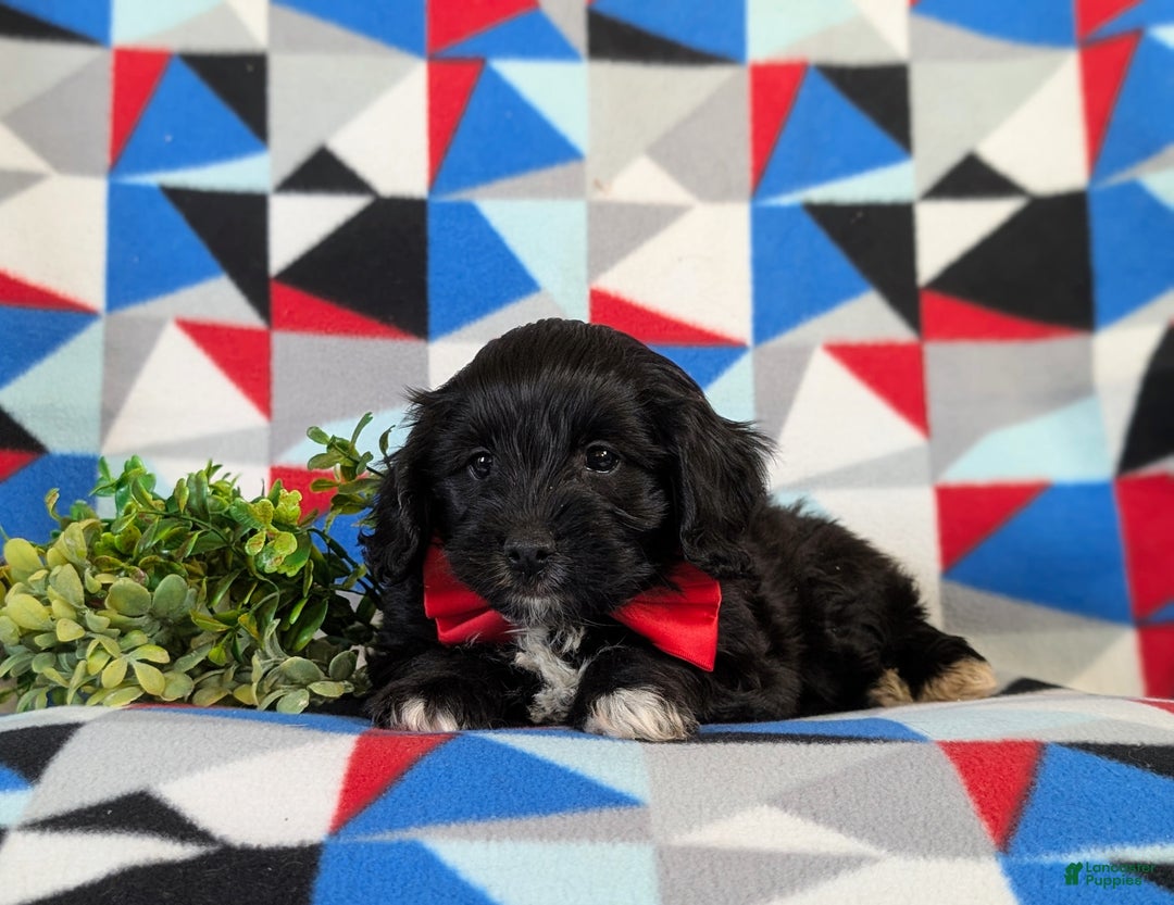 Mixed Breed dogs for sale: Ajay - Ad 5