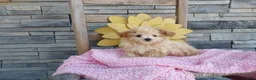 Maltipoo dogs for sale: Latisha - Ad 2