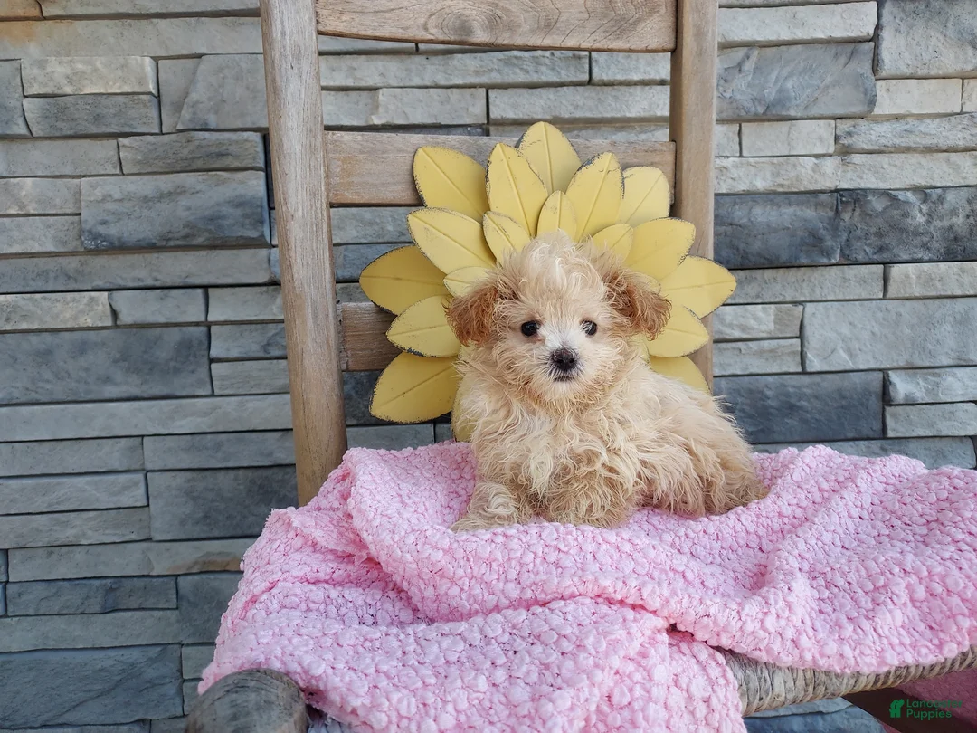 Maltipoo dogs for sale: Latisha - Ad 2