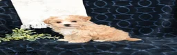 Maltipoo dogs for sale: Lindsey - Ad 4