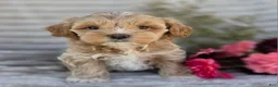 Shihpoo dogs for sale: Harper - Ad 8