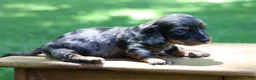 Miniature Dachshund dogs for sale: Mini Dachshund: Max - Ad 6