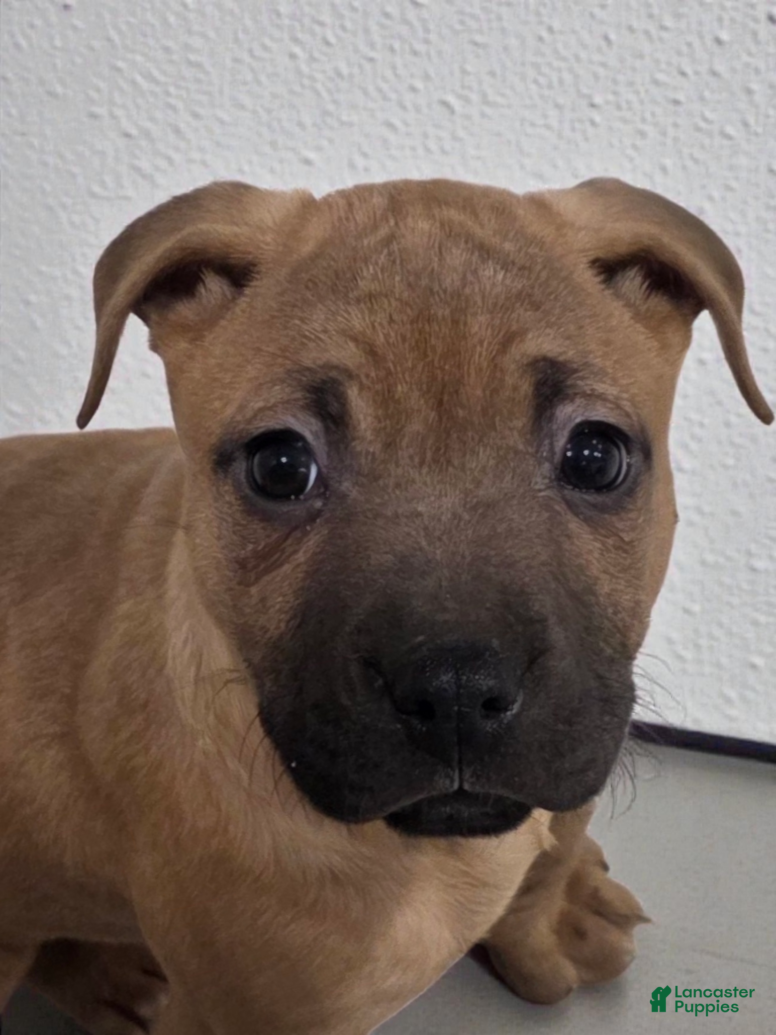 Mixed Breed dogs Anna 💜 - Ad 12