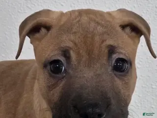 Mixed Breed dogs Anna 💜 - Ad 12