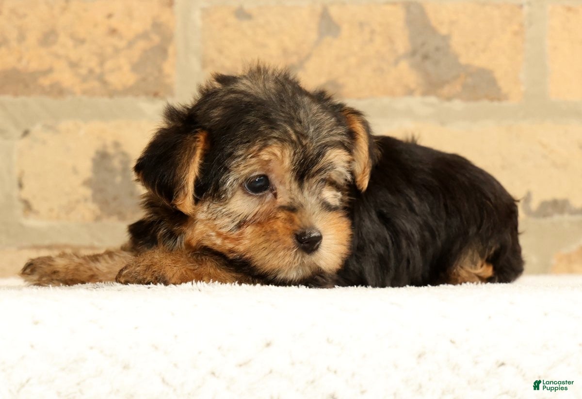 Yorkshire Terrier dogs Charlie - Ad 2