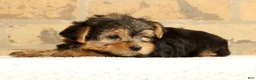 Yorkshire Terrier dogs for sale: Charlie - Ad 2