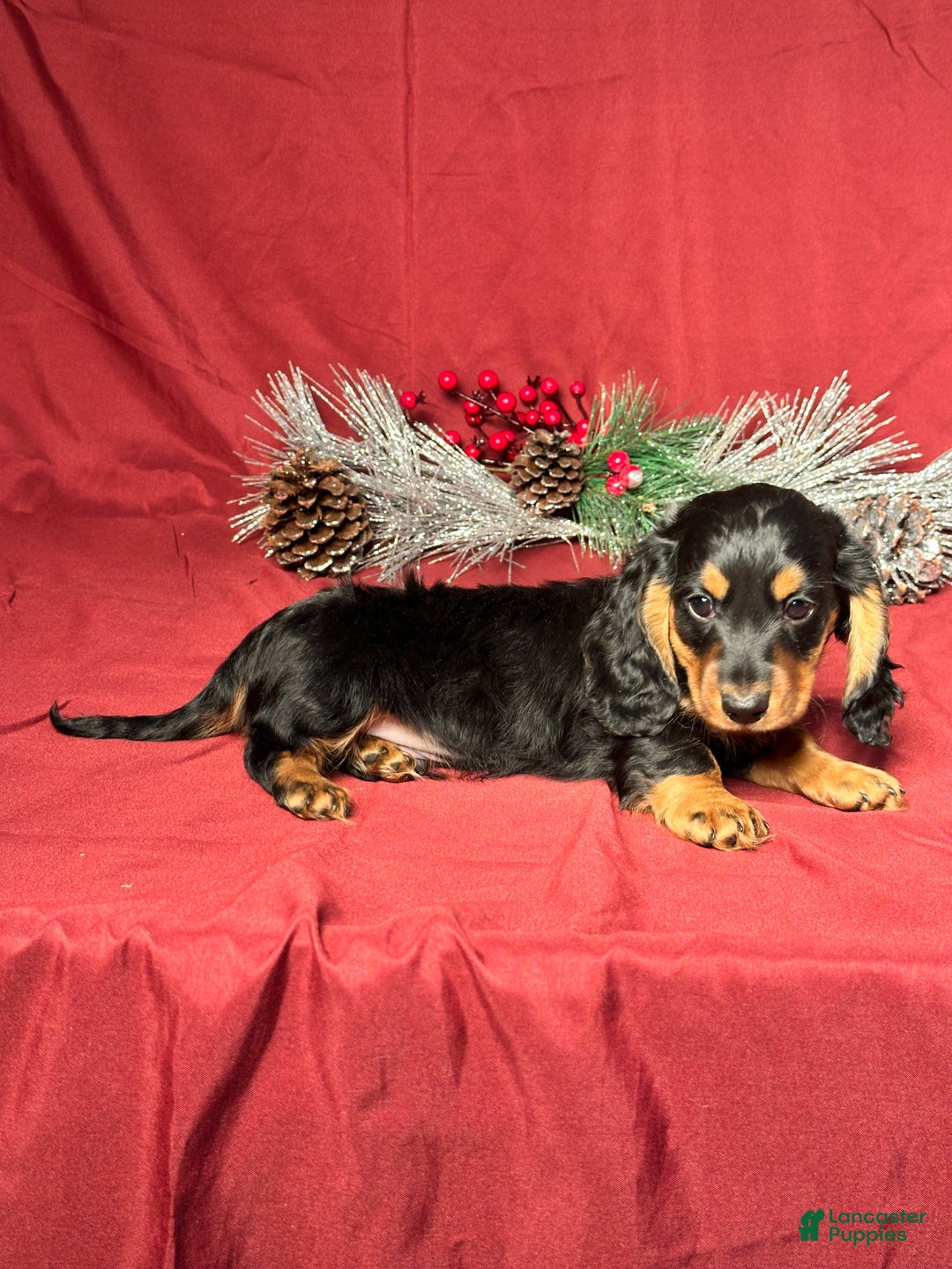 Miniature Dachshund dogs for sale: Brody - Ad 5