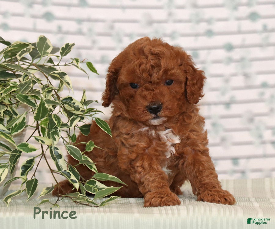 Miniature Poodle dogs Prince - Ad 12