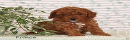 Miniature Poodle dogs for sale: Prince - Ad 1