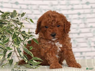 Miniature Poodle dogs Prince - Ad 41