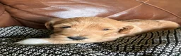 Labradoodle dogs for sale: Fresca - Ad 3