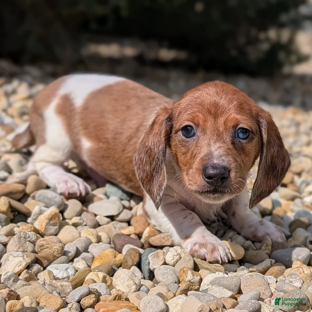 Miniature Dachshund dogs for sale: Oak - Ad 1