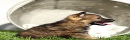 German Shepherd dogs for sale: Fisher German Shepherd  - Ad 3