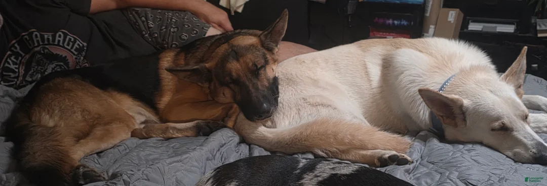 German Shepherd dogs for sale: German Shepherd Puppy 4 - Ad 4