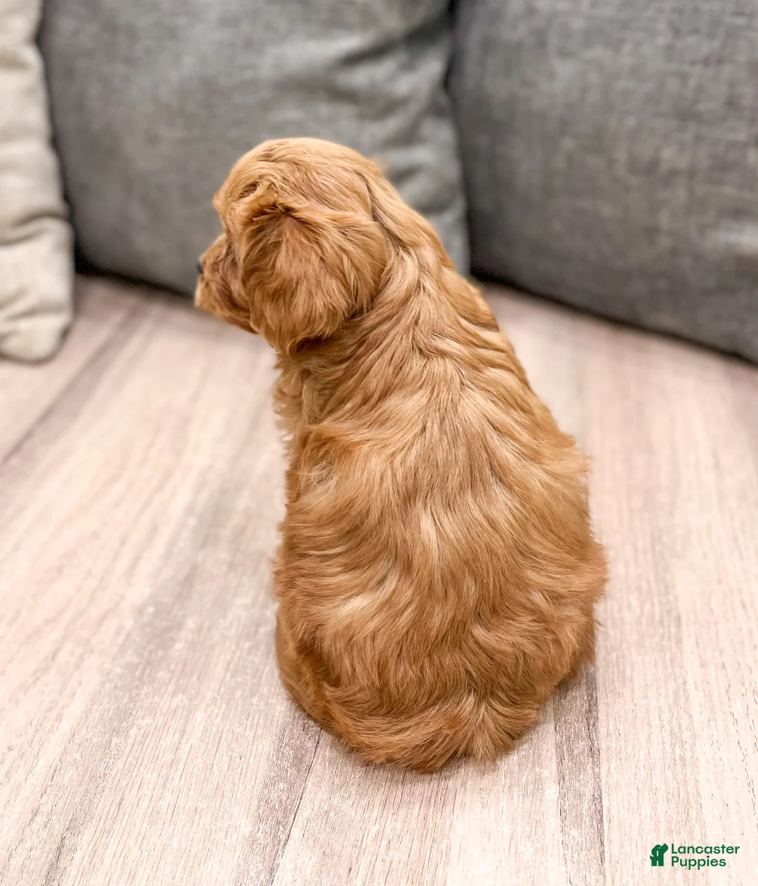 Cavapoo dogs for sale: Roxy - Ad 5