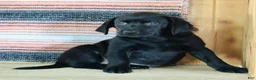 Labrador Retriever dogs for sale: Betty  - Ad 4