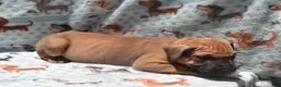 Great Dane dogs for sale: Great Dane  - Brown Collar - Fawn with Black Mask - Ad 3