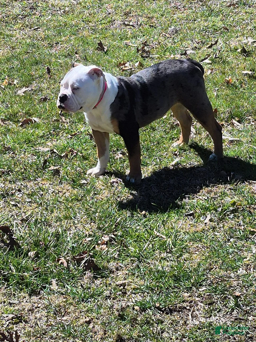 Olde English Bulldogge dogs for sale: Sophie Olde English Bulldogge - Ad 2