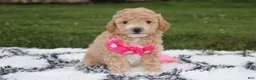 Bichpoo dogs for sale: Kallista  - Ad 12