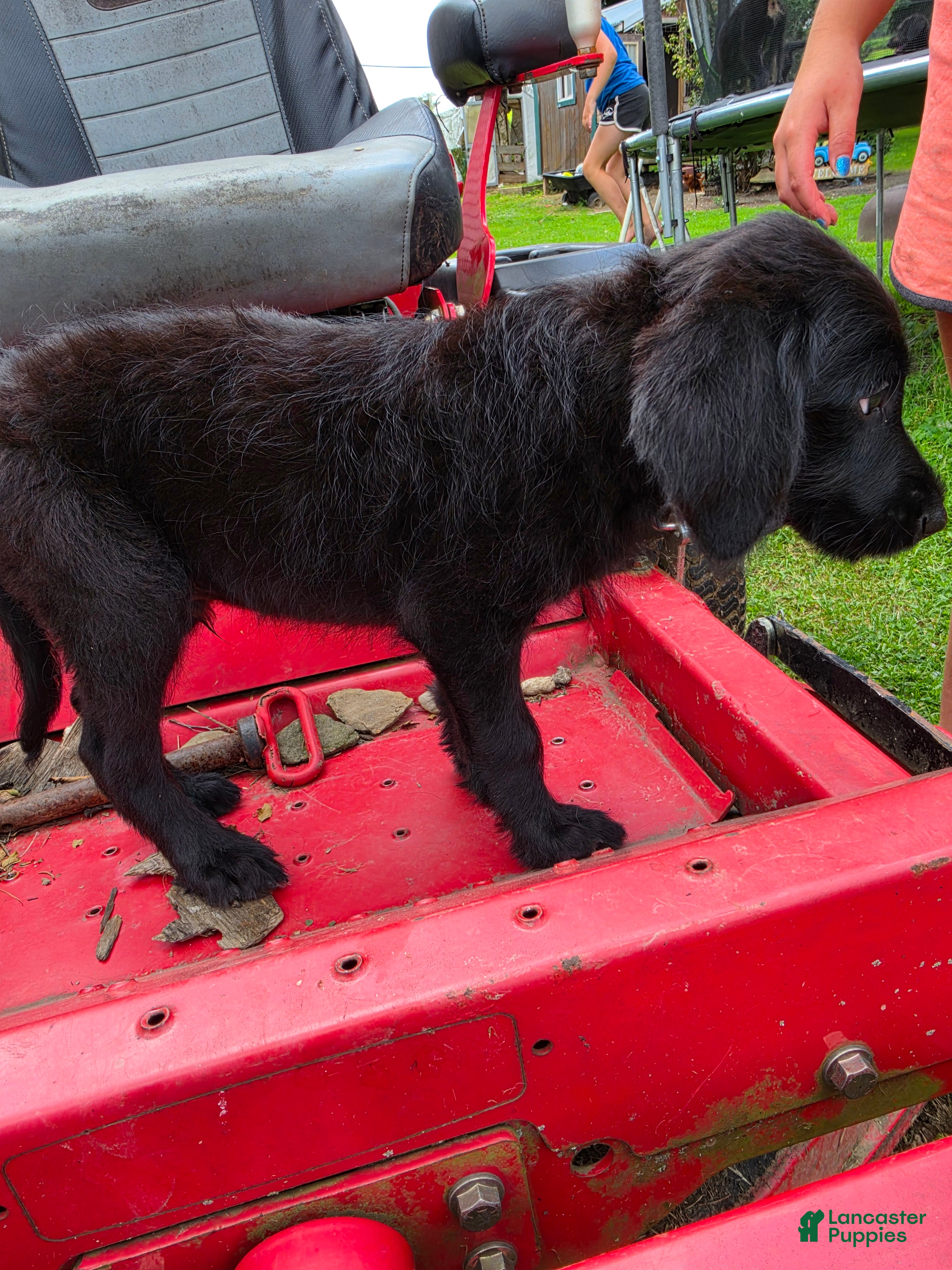 Mixed Breed dogs Boy 5 - Yellow - Ad 15