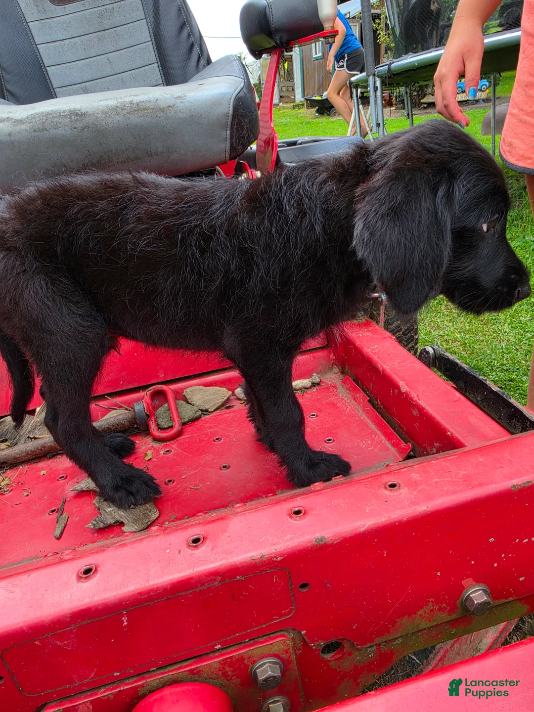 Mixed Breed dogs for sale: Boy 5 - Yellow - Ad 1