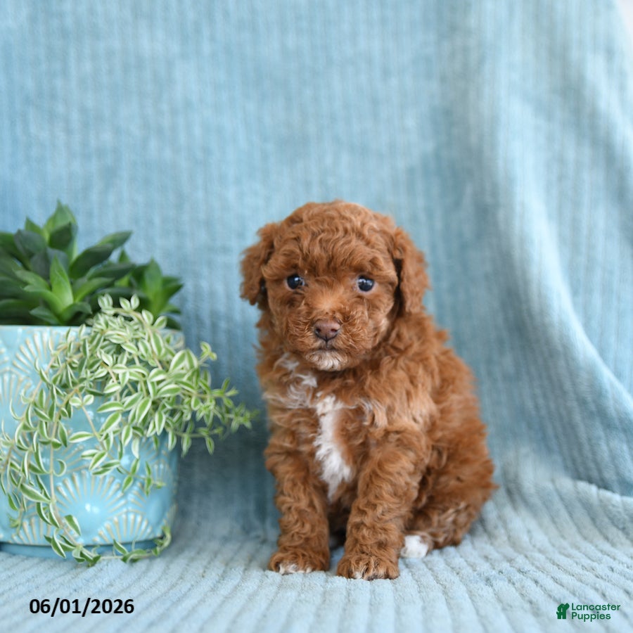 Toy Poodle dogs Ruby - Ad 1