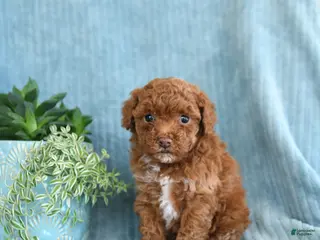 Toy Poodle dogs for sale: Ruby - Ad 2
