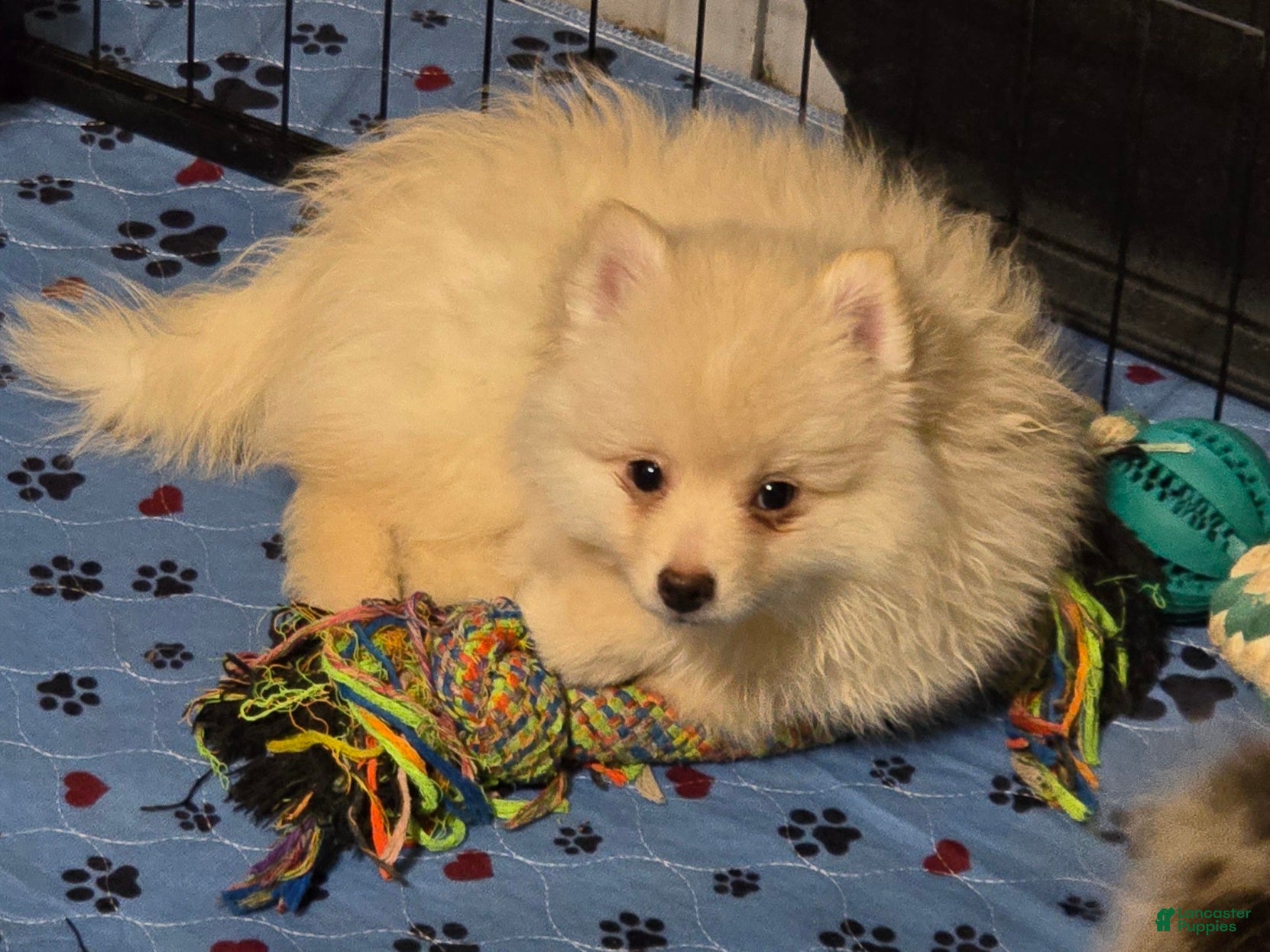 Pomsky dogs Toy cream boy - Ad 1