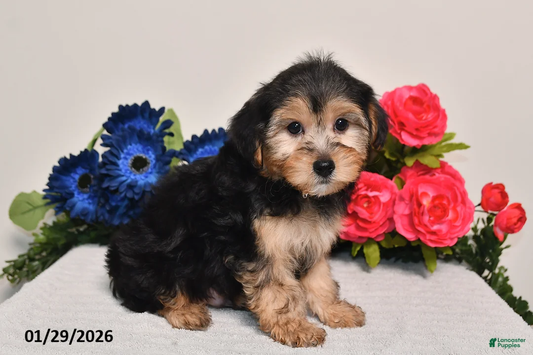 Yorkiepoo dogs for sale: Carson - Ad 4