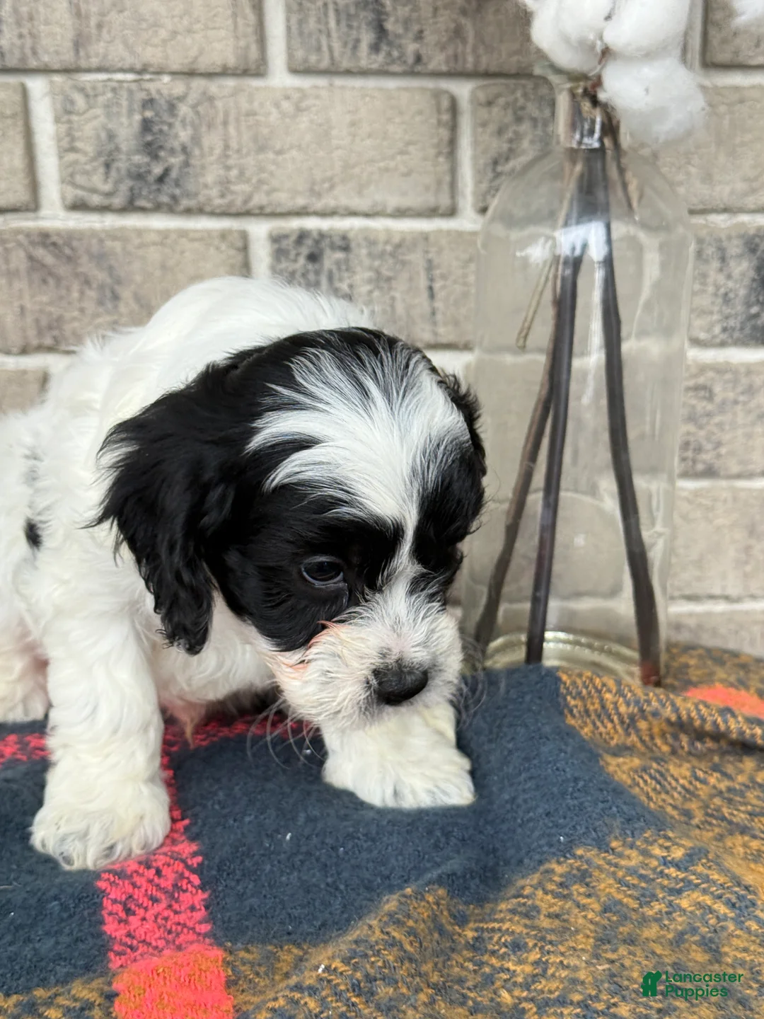 Cavapoo dogs for sale: Kip - Ad 12