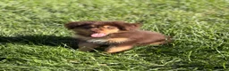 Mixed Breed dogs for sale: Bear - Ad 3