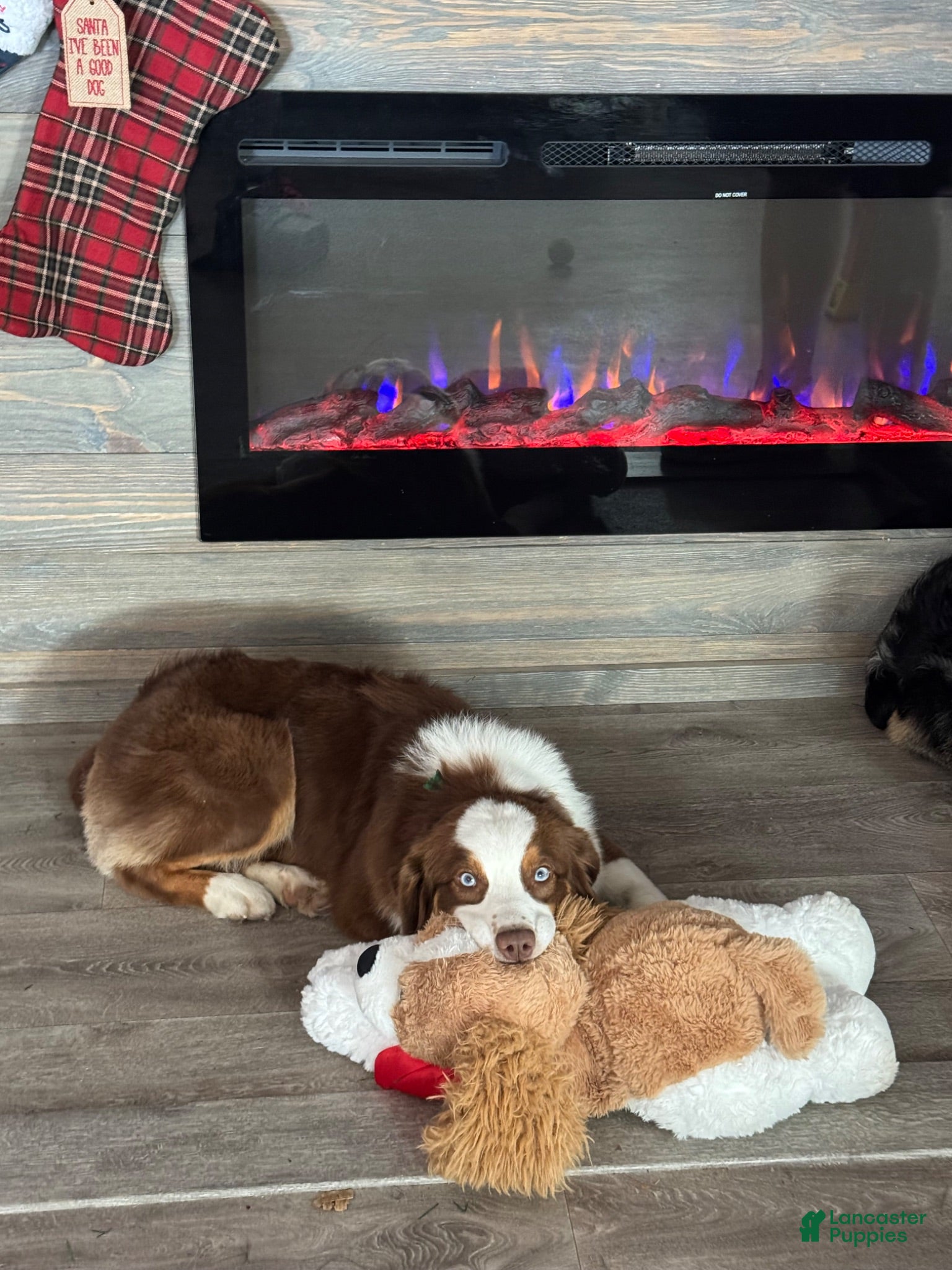 Australian Shepherd dogs Hank - Ad 2
