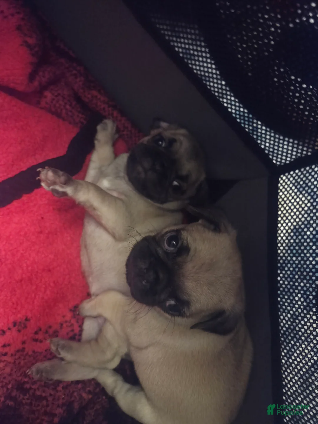 Pug dogs for sale: Purple - Ad 7