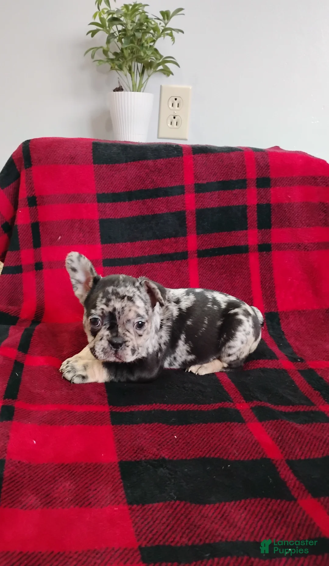 Mixed Breed dogs for sale: Lily - Ad 3