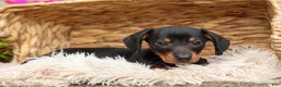 Miniature Dachshund dogs for sale: Houston🐾 - Ad 3