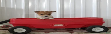 Samuel