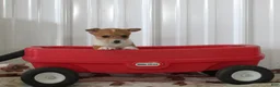 Mixed Breed dogs for sale: Samuel - Ad 1
