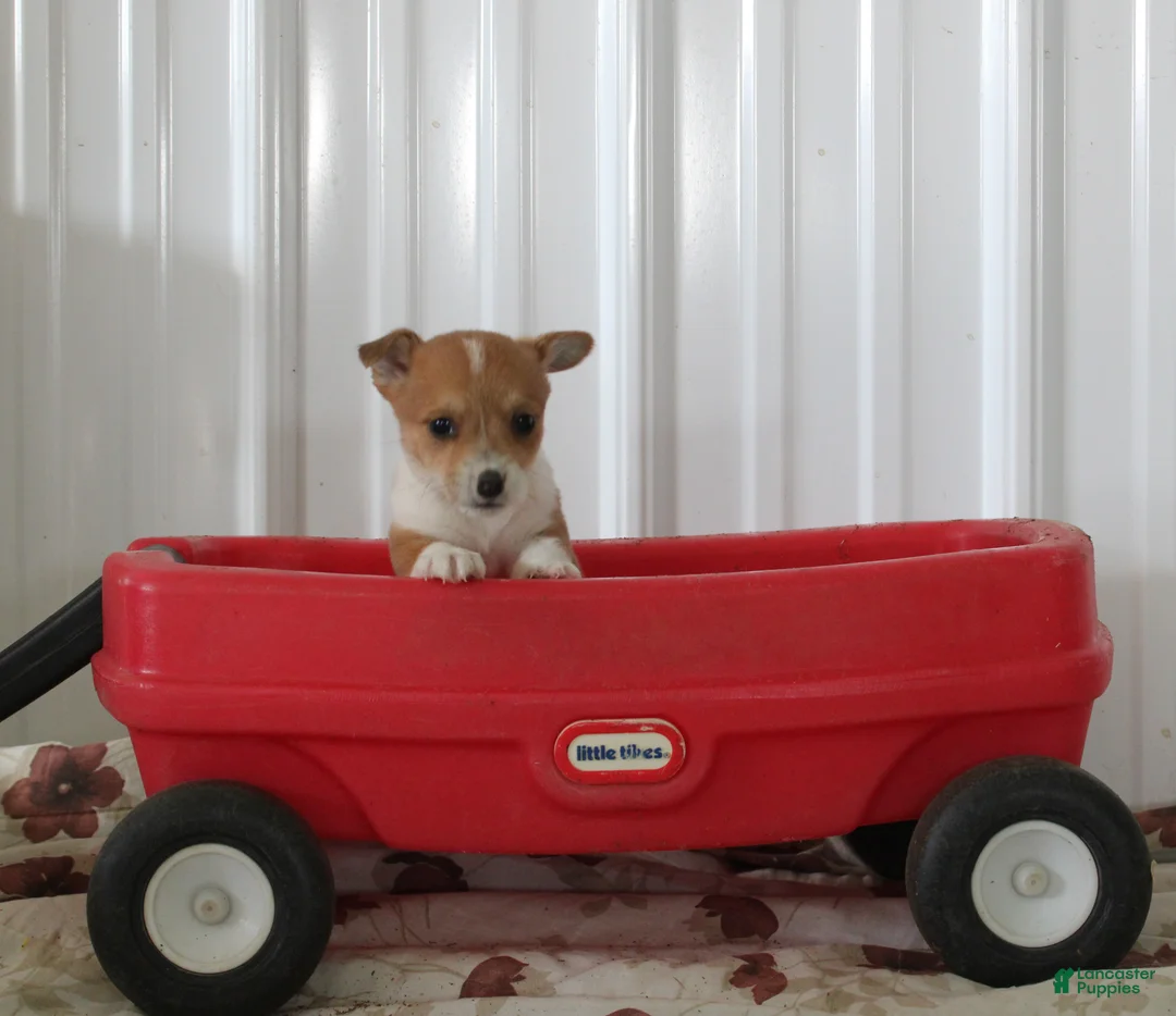 Mixed Breed dogs for sale: Samuel - Ad 1