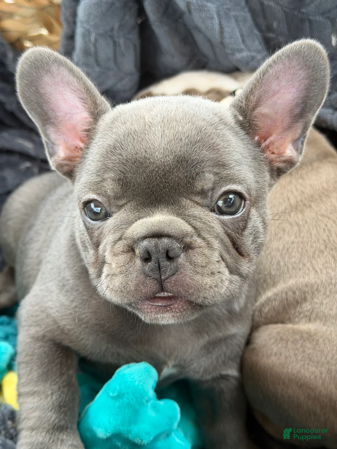 French Bulldog dogs for sale: French Bulldog Puppy 2 - Ad 1