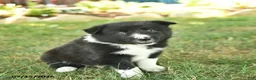 Border Collie dogs for sale: Handsome - Ad 3