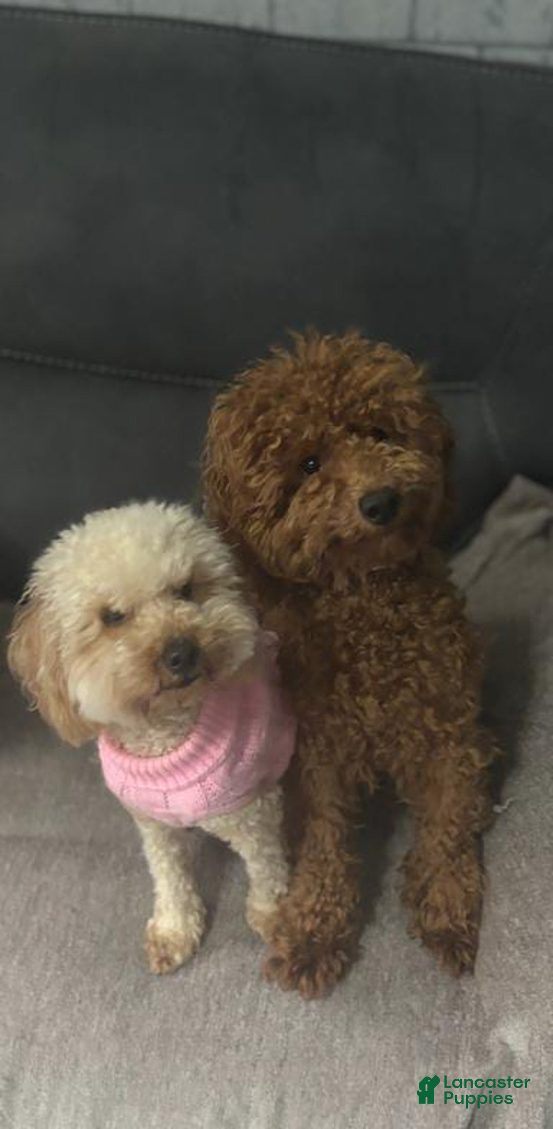 Toy Poodle dogs for sale: Rusty - Ad 3
