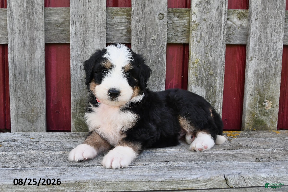 Bernedoodle dogs Sadie - Ad 2