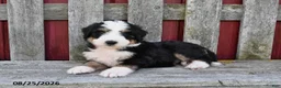 Bernedoodle dogs for sale: Sadie - Ad 2